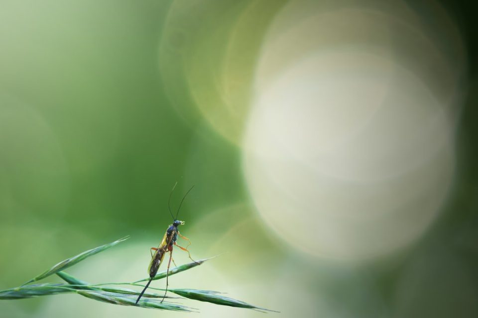 Cara Ampuh Usir Nyamuk