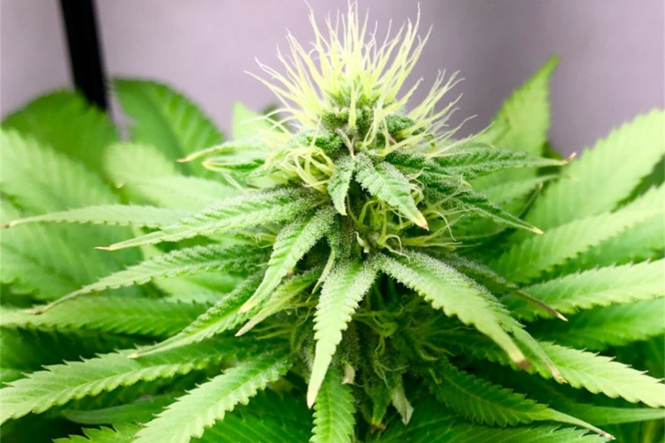 kandy-kush